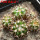 DISCOCACTUS placentiformis aff. var. pulvinicapitatus f. nova, RNK 107, one pot, 5 pcs, for sale