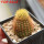 BRACHYCEREUS nesioticus clone P4, rooted offset, own roots, for sale
