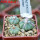 AZTEKIUM ritteri, 3 pcs., one pot, for sale