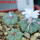 AZTEKIUM ritteri, 3 pcs., one pot, for sale