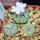 AZTEKIUM ritteri, 3 pcs., one pot, for sale