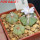 AZTEKIUM ritteri, 3 pcs., one pot, for sale