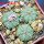 AZTEKIUM ritteri f. intercostatum GCG 10888, 3 pcs., one pot, for sale