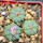 AZTEKIUM ritteri f. intercostatum GCG 10888, 3 pcs., one pot, for sale