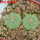 AZTEKIUM ritteri f. intercostatum GCG 10888, 2 pcs., one pot, for sale