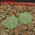 AZTEKIUM ritteri f. intercostatum GCG 10888, 2 pcs., one pot, for sale