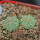 AZTEKIUM ritteri f. intercostatum GCG 10888, 2 pcs., one pot, for sale
