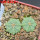 AZTEKIUM ritteri f. intercostatum GCG 10888, 2 pcs., one pot, for sale