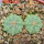 AZTEKIUM ritteri f. intercostatum GCG 10888, 2 pcs., one pot, for sale