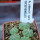 AZTEKIUM ritteri f. rotundum GCG 10005, El Barreal, 5 pcs., one pot, for sale