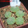 AZTEKIUM ritteri f. rotundum GCG 10005, El Barreal, 5 pcs., one pot, for sale