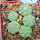 AZTEKIUM ritteri f. rotundum GCG 10005, El Barreal, 5 pcs., one pot, for sale