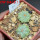 AZTEKIUM ritteri, 2 pcs., one pot, for sale