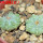 AZTEKIUM ritteri, 2 pcs., one pot, for sale