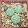 AZTEKIUM ritteri, 3 pcs., one pot, for sale