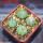 AZTEKIUM ritteri, 4 pcs., one pot, for sale