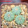 AZTEKIUM ritteri, 3 pcs., one pot, for sale