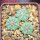 AZTEKIUM ritteri, 3 pcs., one pot, for sale