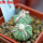 AZTEKIUM ritteri, 2 pcs., one pot, for sale