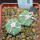 AZTEKIUM ritteri, 2 pcs., one pot, for sale
