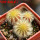 UEBELMANNIA pectinifera var. eriocactoides RNK 99, 3pcs. SEEDLINGS, one pot, for sale