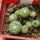 STROMBOCACTUS x F2 esperanzae, 8 pcs., one pot, for sale