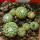 STROMBOCACTUS x F2 esperanzae, 8 pcs., one pot, for sale