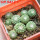 STROMBOCACTUS x F2 esperanzae, 9 pcs., one pot, for sale
