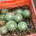 STROMBOCACTUS x F2 esperanzae, 9 pcs., one pot, for sale