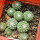 STROMBOCACTUS x F2 esperanzae, 9 pcs., one pot, for sale