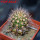 JASMINOCEREUS thouarsii clone 2, one pot, one plant, for sale