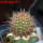 JASMINOCEREUS thouarsii var. sclerocarpus clone 1, one pot, one plant, for sale