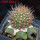 JASMINOCEREUS thouarsii var. sclerocarpus clone 1, one pot, one plant, for sale