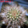 JASMINOCEREUS thouarsii var. sclerocarpus clone 1, one pot, one plant, for sale
