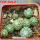 STROMBOCACTUS x F2 esperanzae, 9 pcs., one pot, for sale