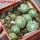 STROMBOCACTUS x F2 esperanzae, 9 pcs., one pot, for sale