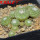 STROMBOCACTUS x F2 esperanzae, 11 pcs., one pot, for sale