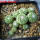 STROMBOCACTUS x F2 esperanzae, 11 pcs., one pot, for sale