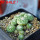 STROMBOCACTUS x F2 esperanzae, 11 pcs., one pot, for sale