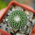 PELECYPHORA pseudopectinata cv. Barbora, illustrative photo
