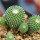 PELECYPHORA pseudopectinata cv. Barbora, illustrative photo