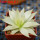 HAWORTHIA luteorosae f. variagata, for sale