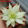 HAWORTHIA luteorosae f. variagata, for sale