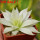HAWORTHIA luteorosae f. variagata, for sale