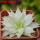 HAWORTHIA luteorosae f. variagata, for sale