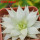 HAWORTHIA luteorosae f. variagata, for sale