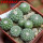 STROMBOCACTUS disciformis var. minimus VM 207, Pena Miler, 8 pcs., one pot, for sale