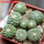 STROMBOCACTUS disciformis var. minimus VM 207, Pena Miler, 8 pcs., one pot, for sale