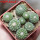 STROMBOCACTUS disciformis var. minimus VM 207, Pena Miler, 8 pcs., one pot, for sale
