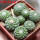 STROMBOCACTUS disciformis var. minimus VM 207, Pena Miler, 8 pcs., one pot, for sale